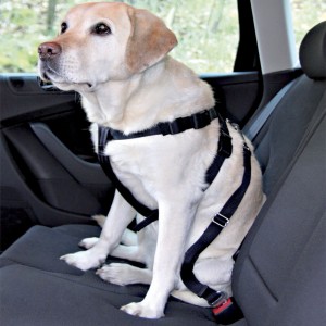 viajar carro perro arnes